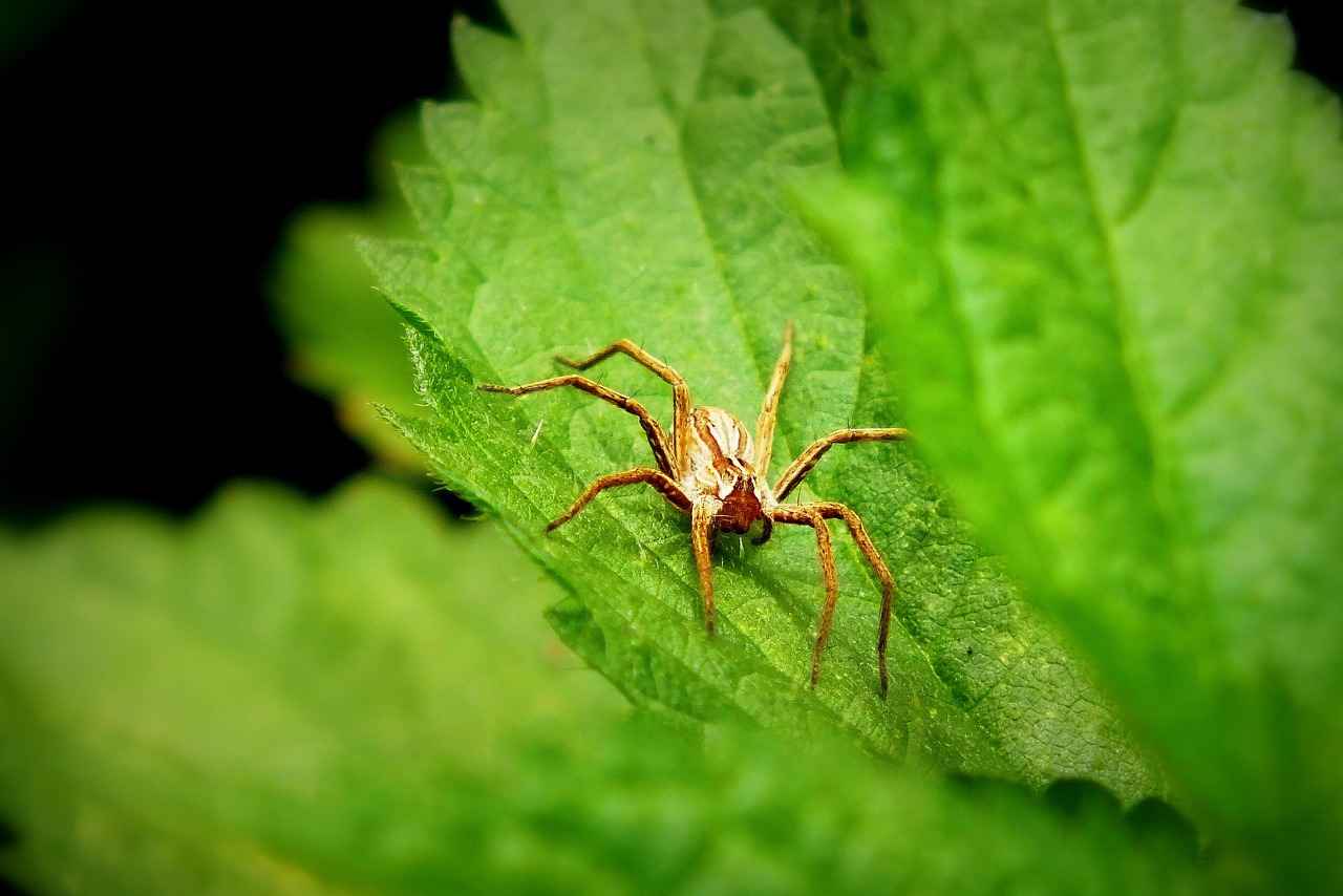 Applin Pokémon: Evolution, Best Moveset, and Competitive Play Tips 3 Best Moveset for Applin, Flapple, and Appletun