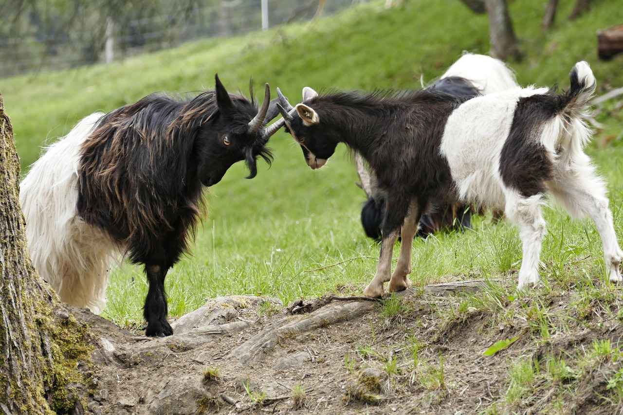 Arctozolt Pokémon: Best Moveset, Battle Tactics, and How to Use It in Competitive Play 1 Understanding Arctozolt's Abilities