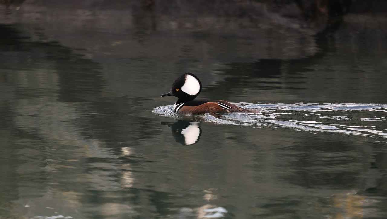 What is Brute Bonnet?