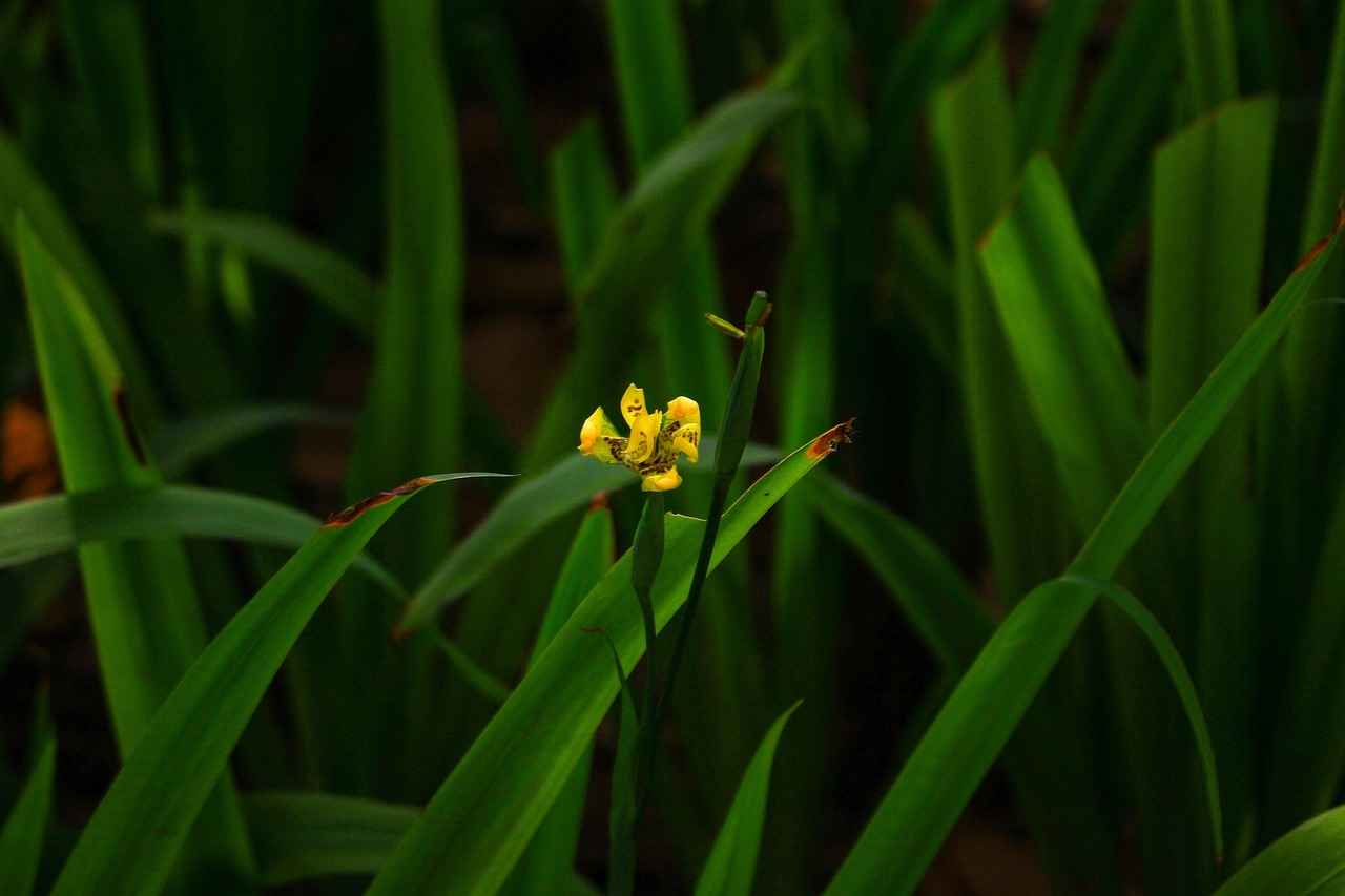 Capsakid Evolution Line