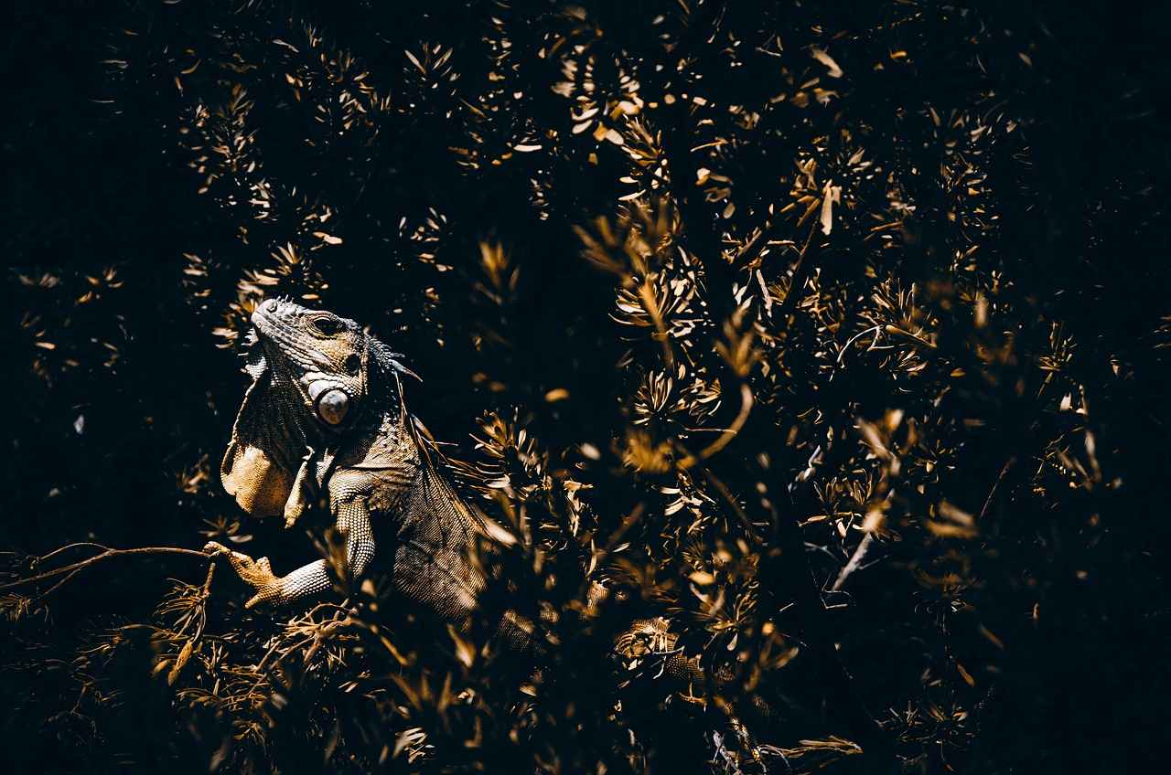 Effective Moves to Use Against Charmeleon