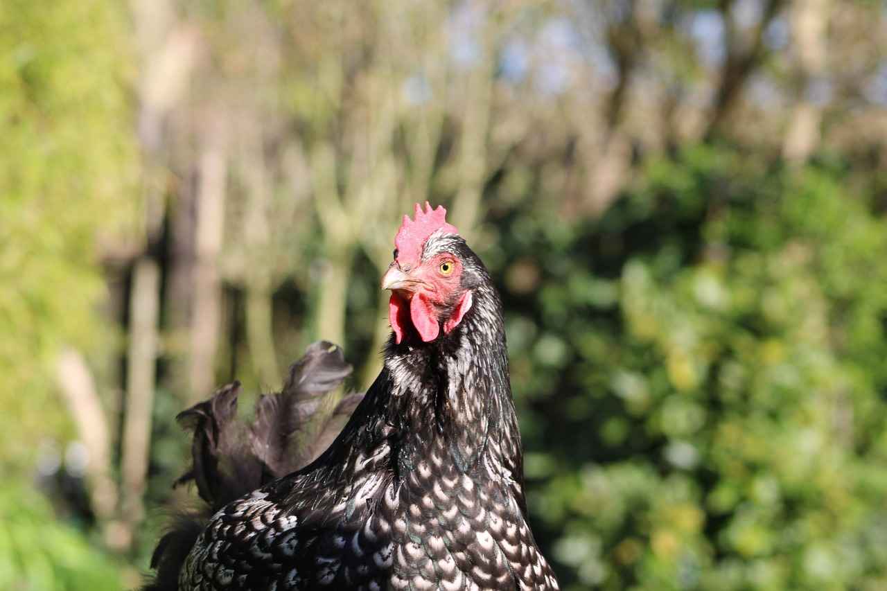 Croconaw Evolution: From Totodile to Feraligatr