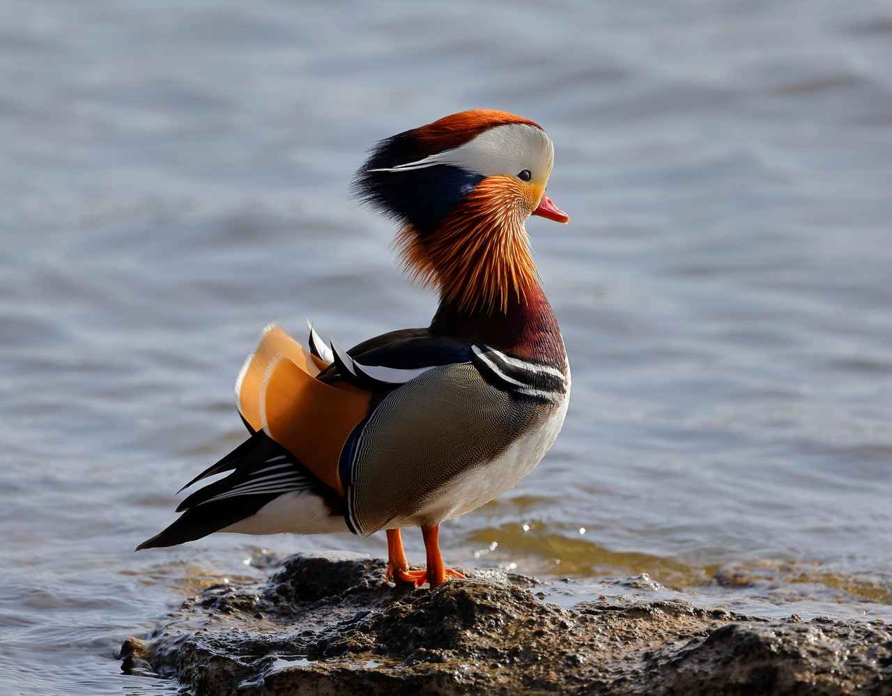 Ducklett's Strengths and Weaknesses