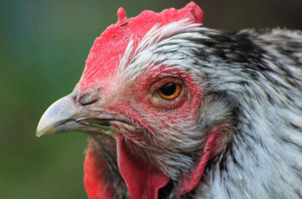 Frigibax Pokémon: Evolution, Best Moveset, and Competitive Strategy 2 Frigibax Evolution Line: From Baby to Beast