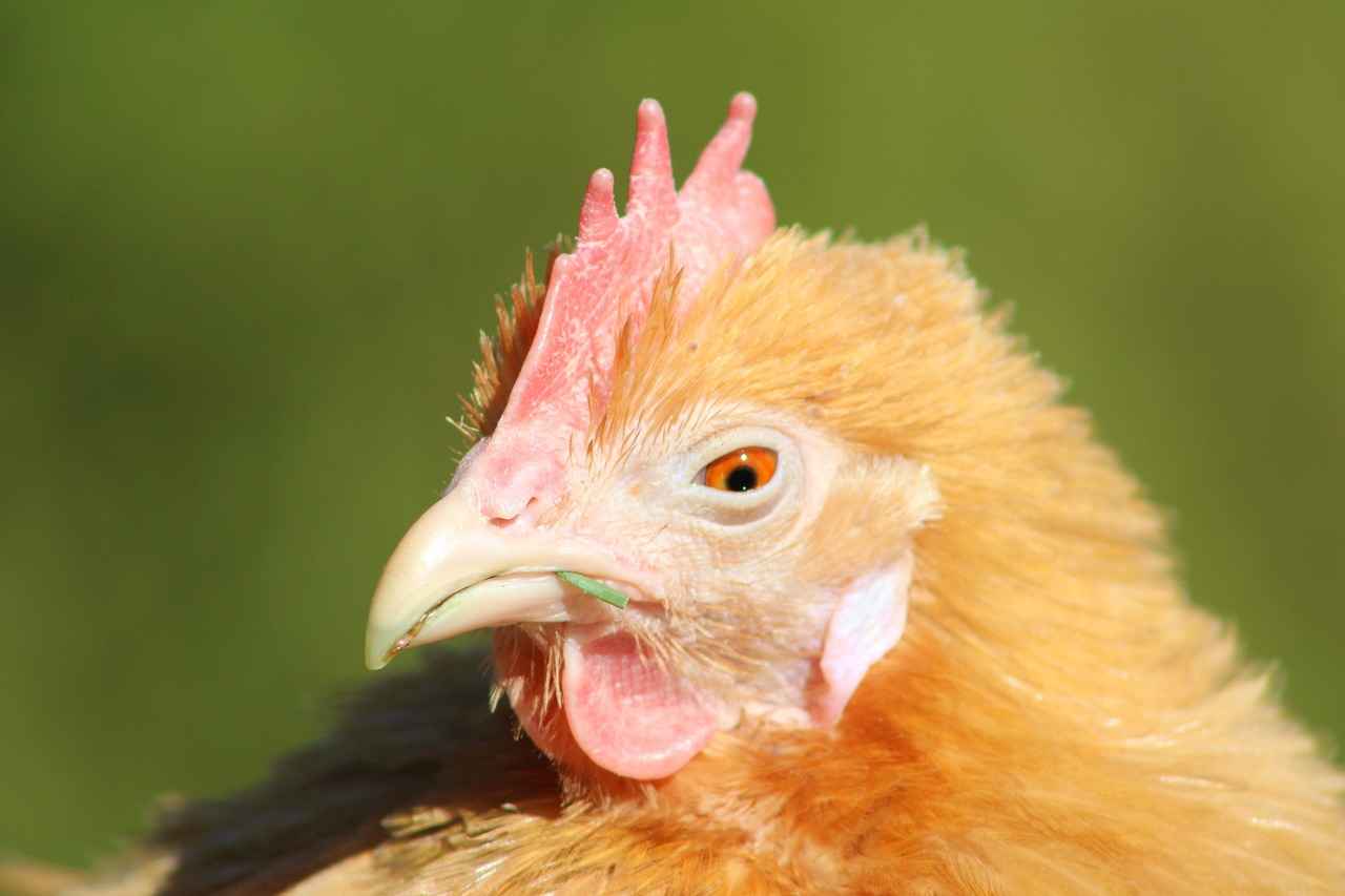 Understanding Froakie's Evolution