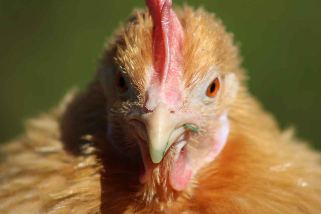 Understanding Garbodor's Evolution