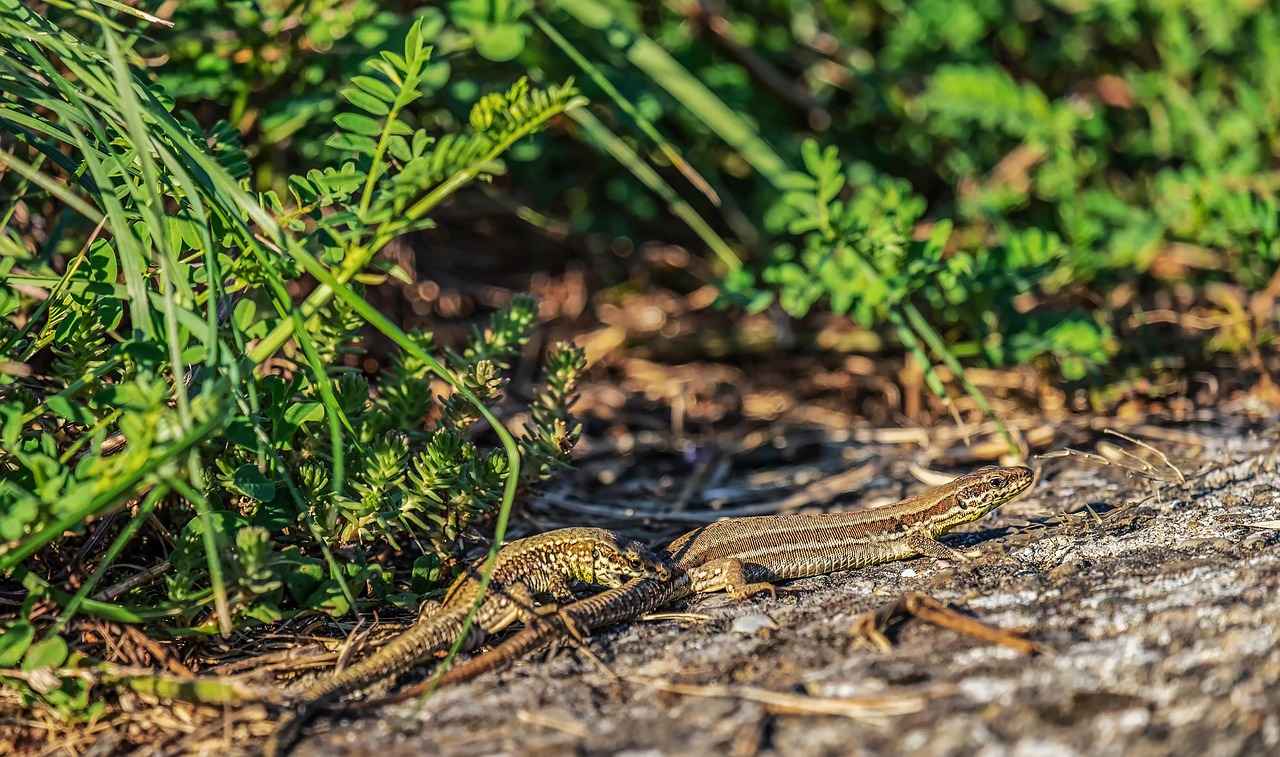 Gardevoir's Moveset: Essential Attacks and Strategies