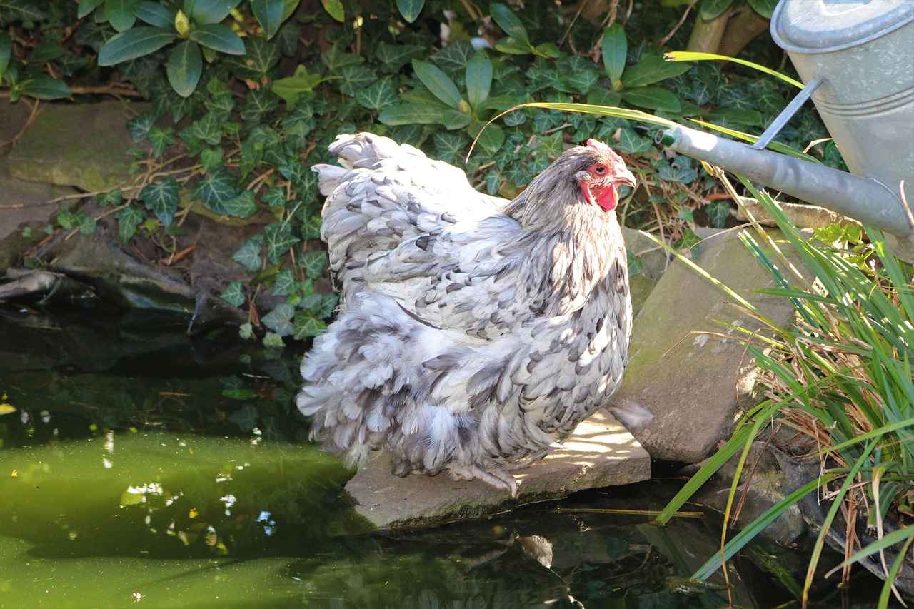 Glameow's Evolution: From Glameow to Purugly