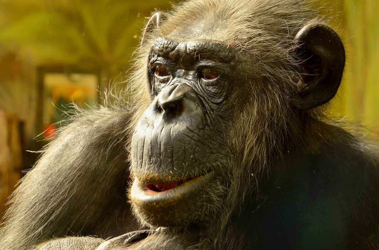 Gossifleur Pokémon: Best Moveset, Strengths, and Evolution Tips 4 Evolution Tips for Gossifleur