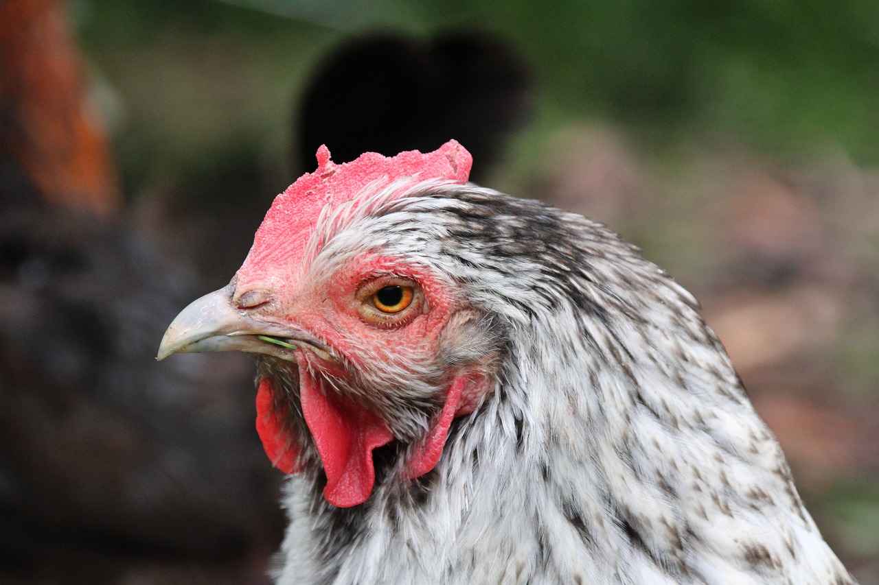 Landorus Evolution: How to Obtain