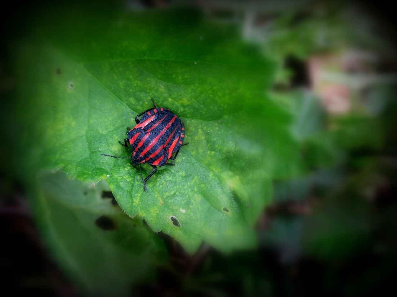 Larvesta Pokémon: Evolution, Best Moves, and Battle Strategies 1 Understanding Larvesta's Evolution