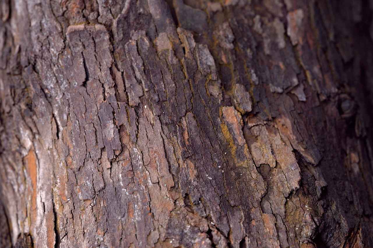 Understanding Latias: Strengths and Weaknesses