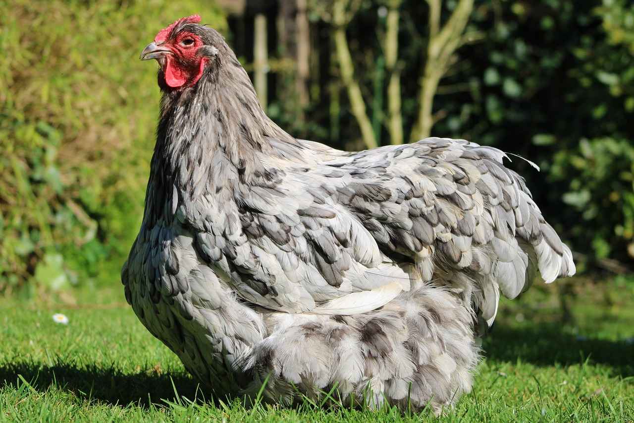 Lechonk Evolution: How to Evolve and Level Up