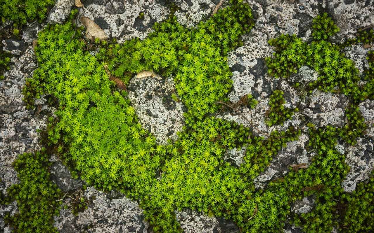 Understanding Lycanroc: Types and Forms