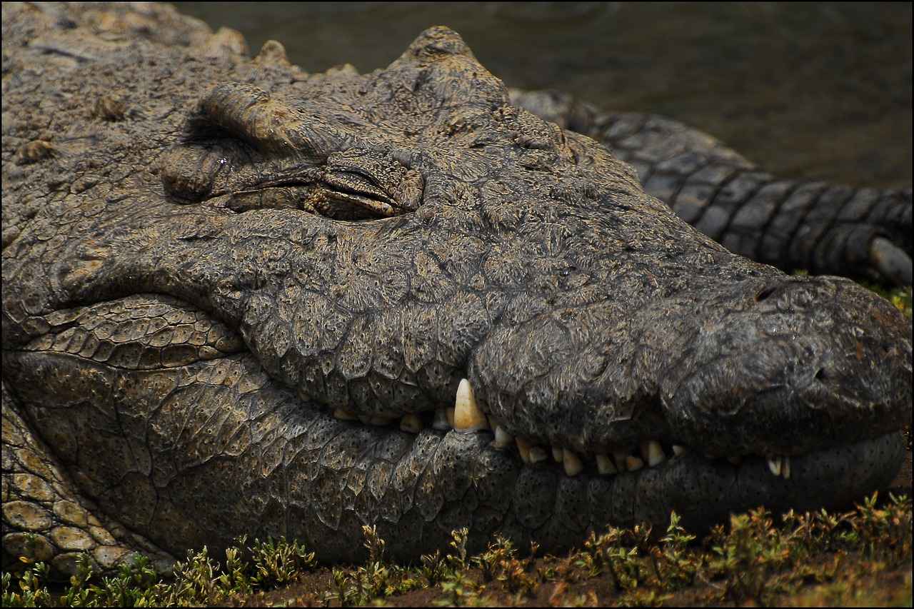 Mamoswine Evolution Chart: From Swinub to Mamoswine