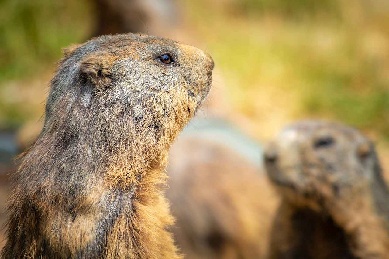 Mankey Evolution Chart