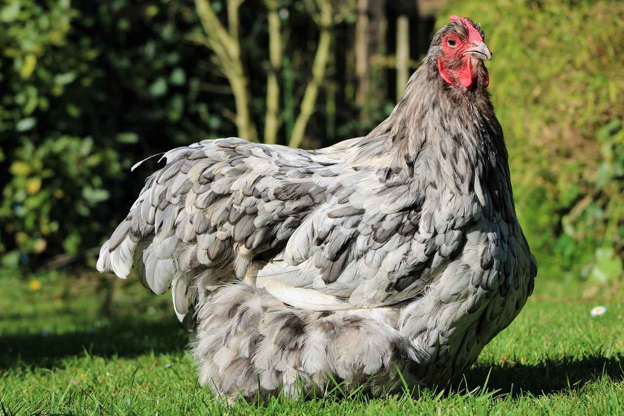 Meltan Pokémon: Evolution, Best Moves, and Competitive Play Tips 2 Meltan Evolution: How to Evolve Meltan into Melmetal