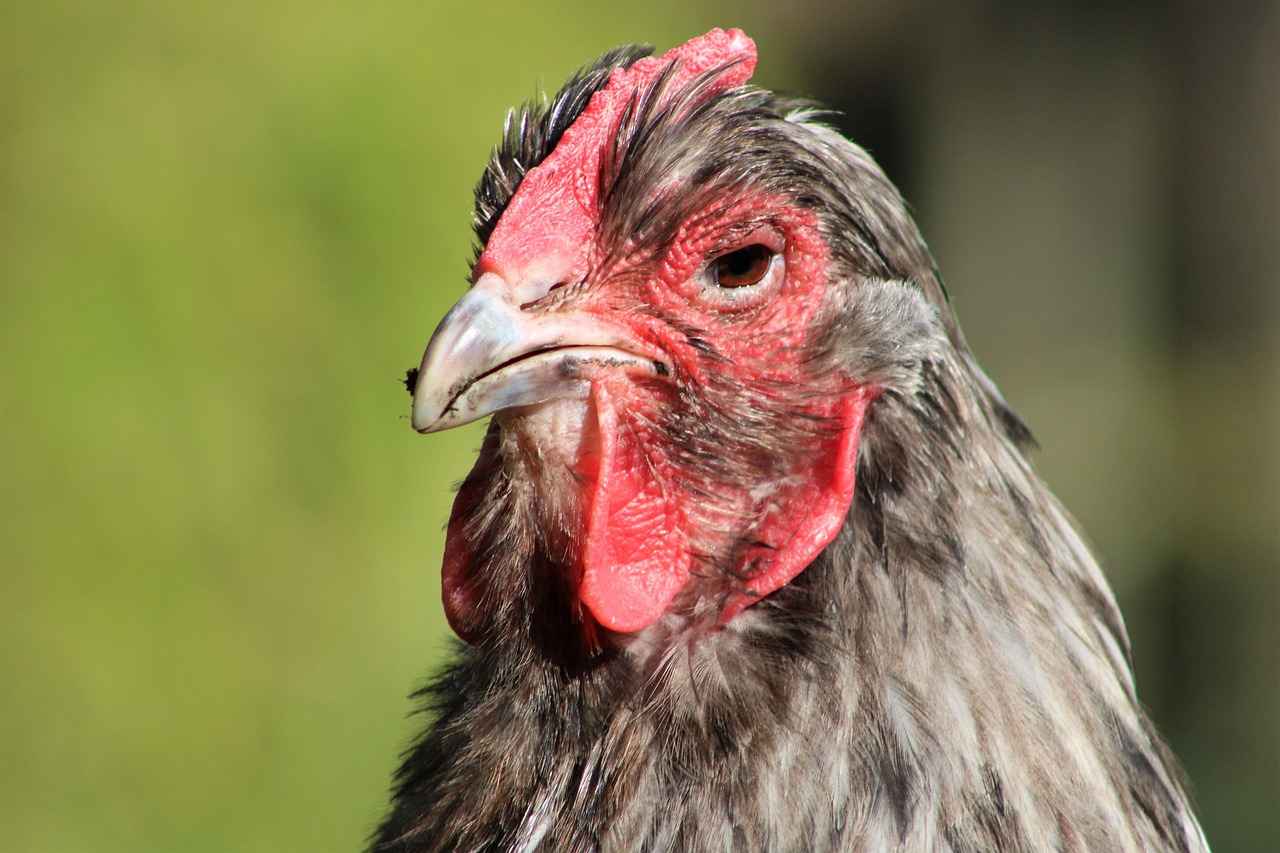 Morelull Pokémon: Evolution, Strengths, and Best Moveset 2 Morelull Evolution: From Morelull to Shiinotic