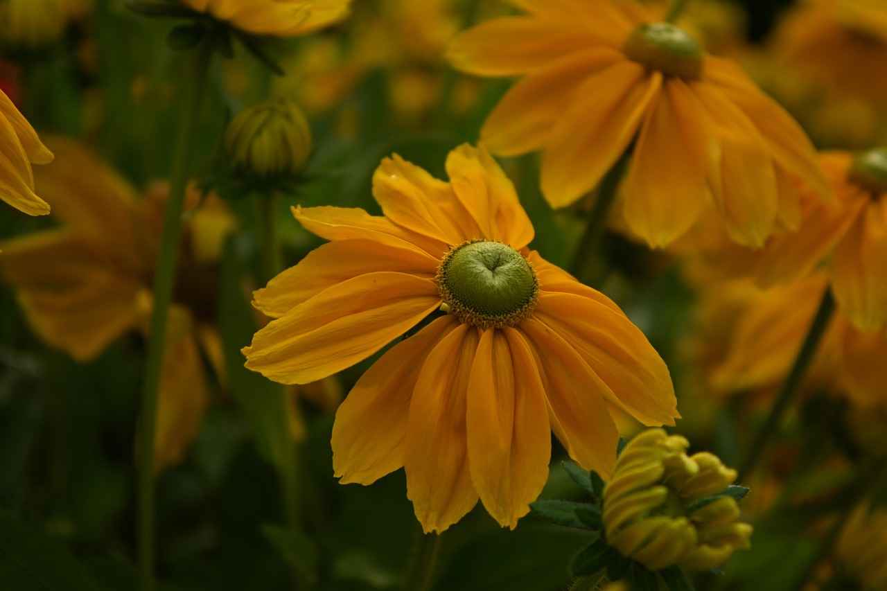 Strategies for Using Natu in Competitive Play