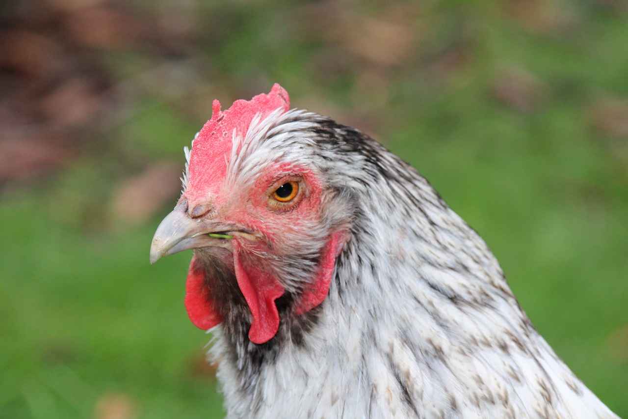 Evolution and Forms of Necrozma