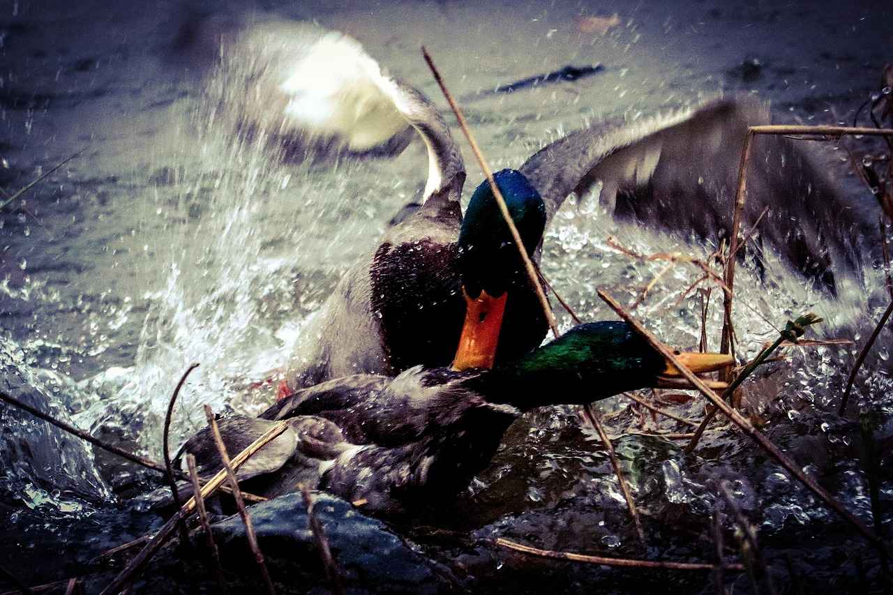 Best Battle Strategies for Ninjask