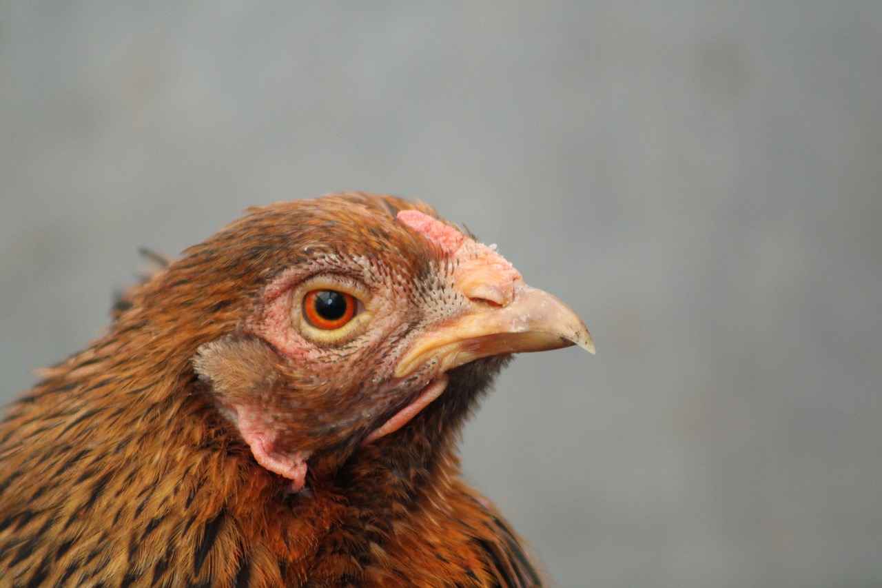 Understanding Omastar's Evolutionary Line