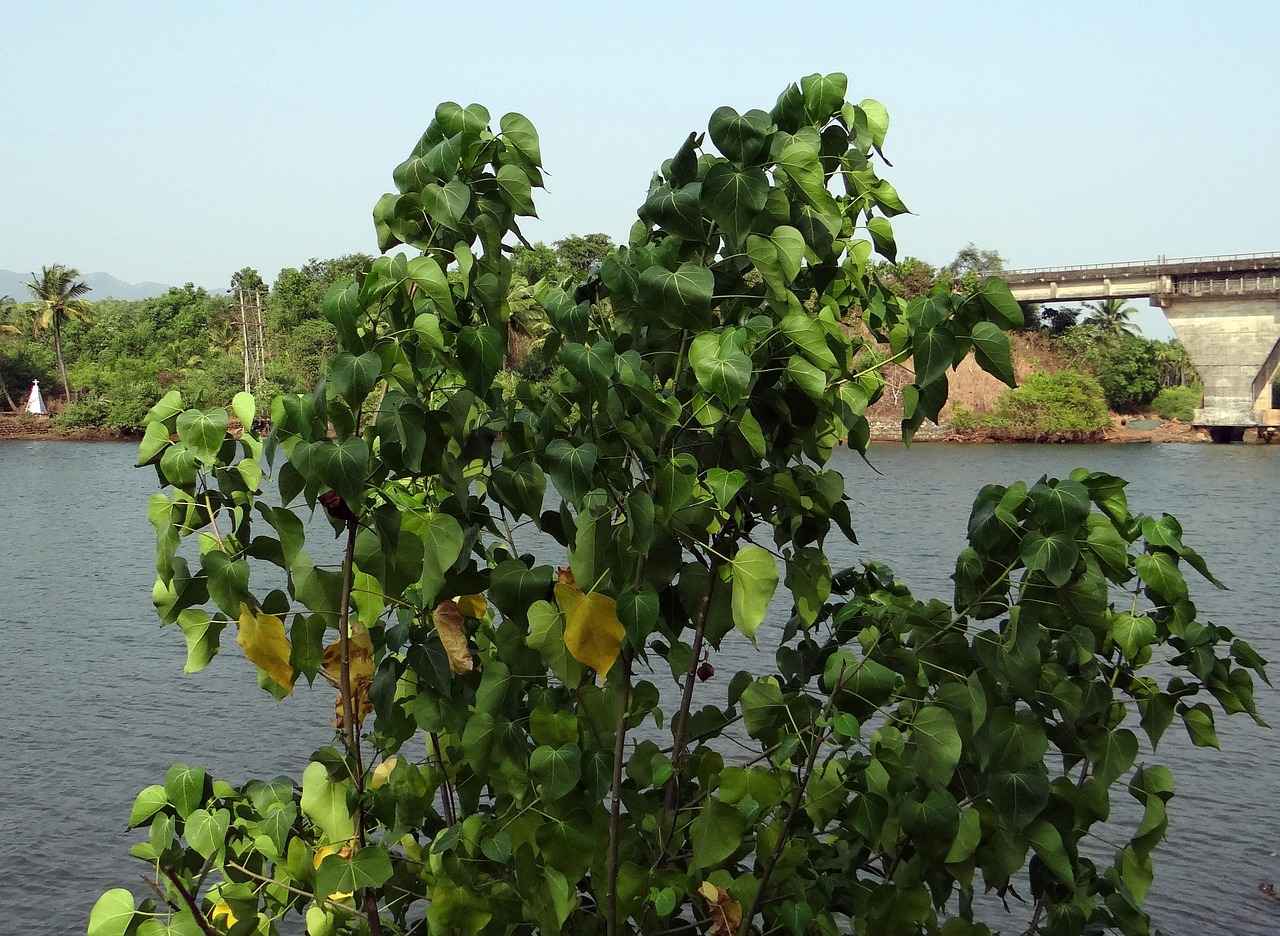 Best Battle Uses for Paras: Strategies and Tactics