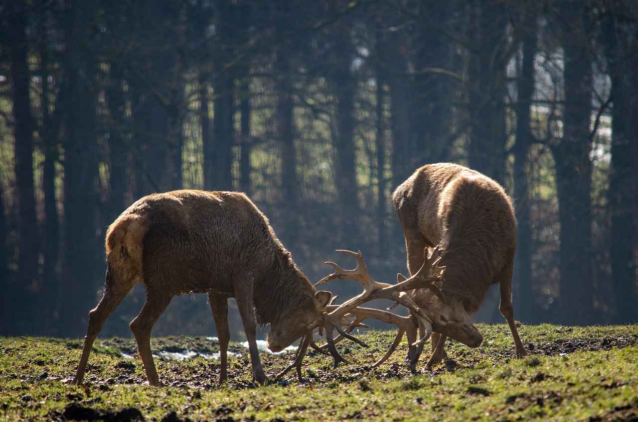 Pawmo Pokémon: Best Moveset, Strengths, and How to Use It in Battle Pawmo Pokémon: Best Moveset, Strengths, and How to Use It in Battle