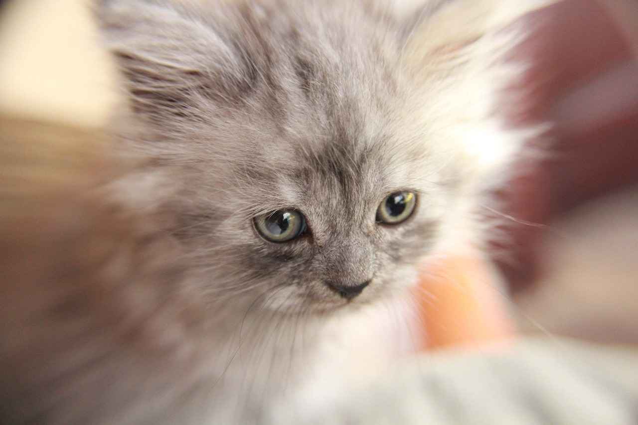 Team Synergy: Pairing Persian with Allies