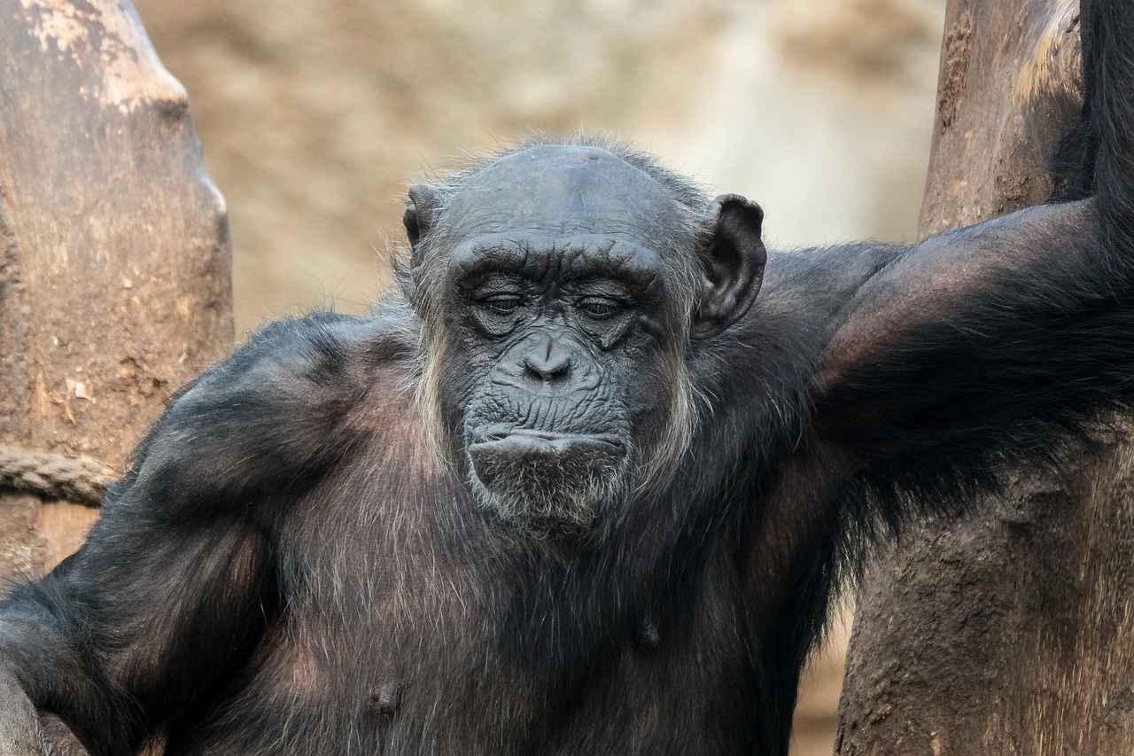 Pikipek's Evolution Line