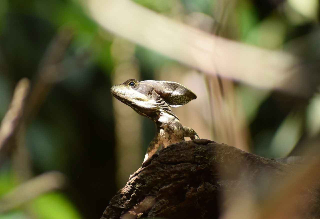 Porygon Evolution: How to Evolve and Forms