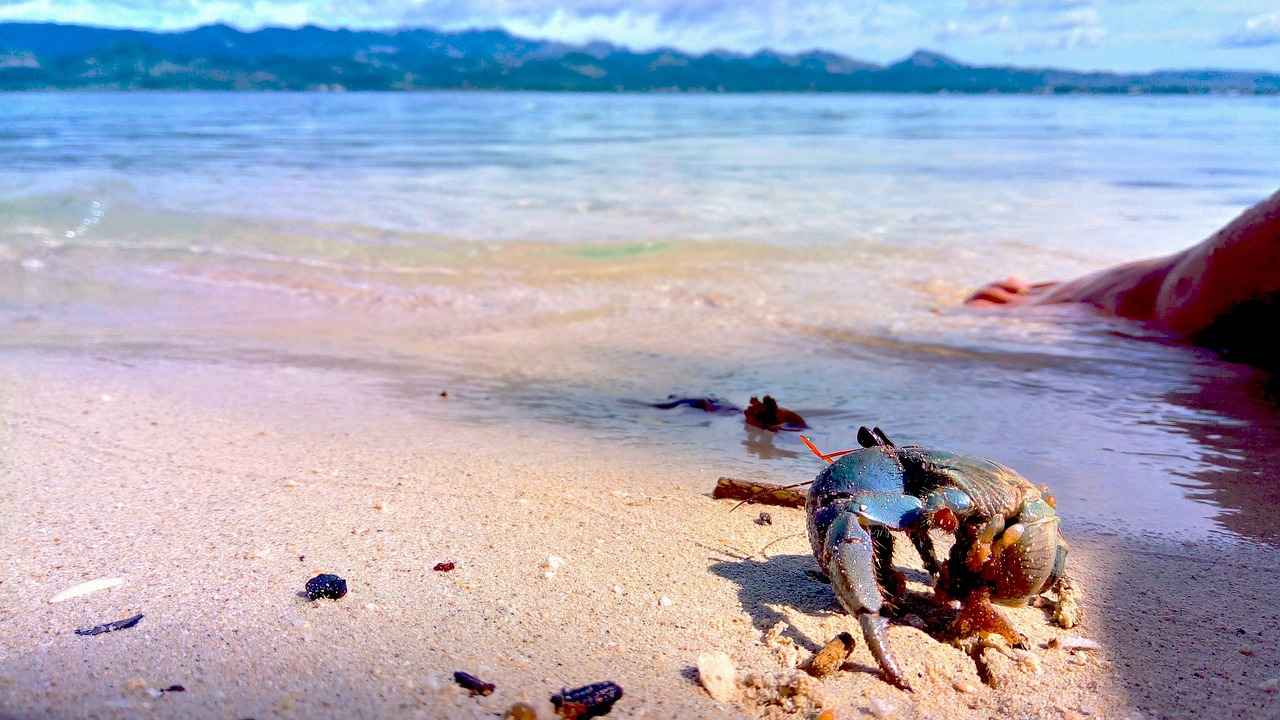 Conclusion: Mastering Prinplup in Competitive Pokémon