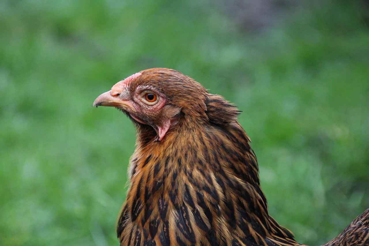 Roggenrola's Evolution Line