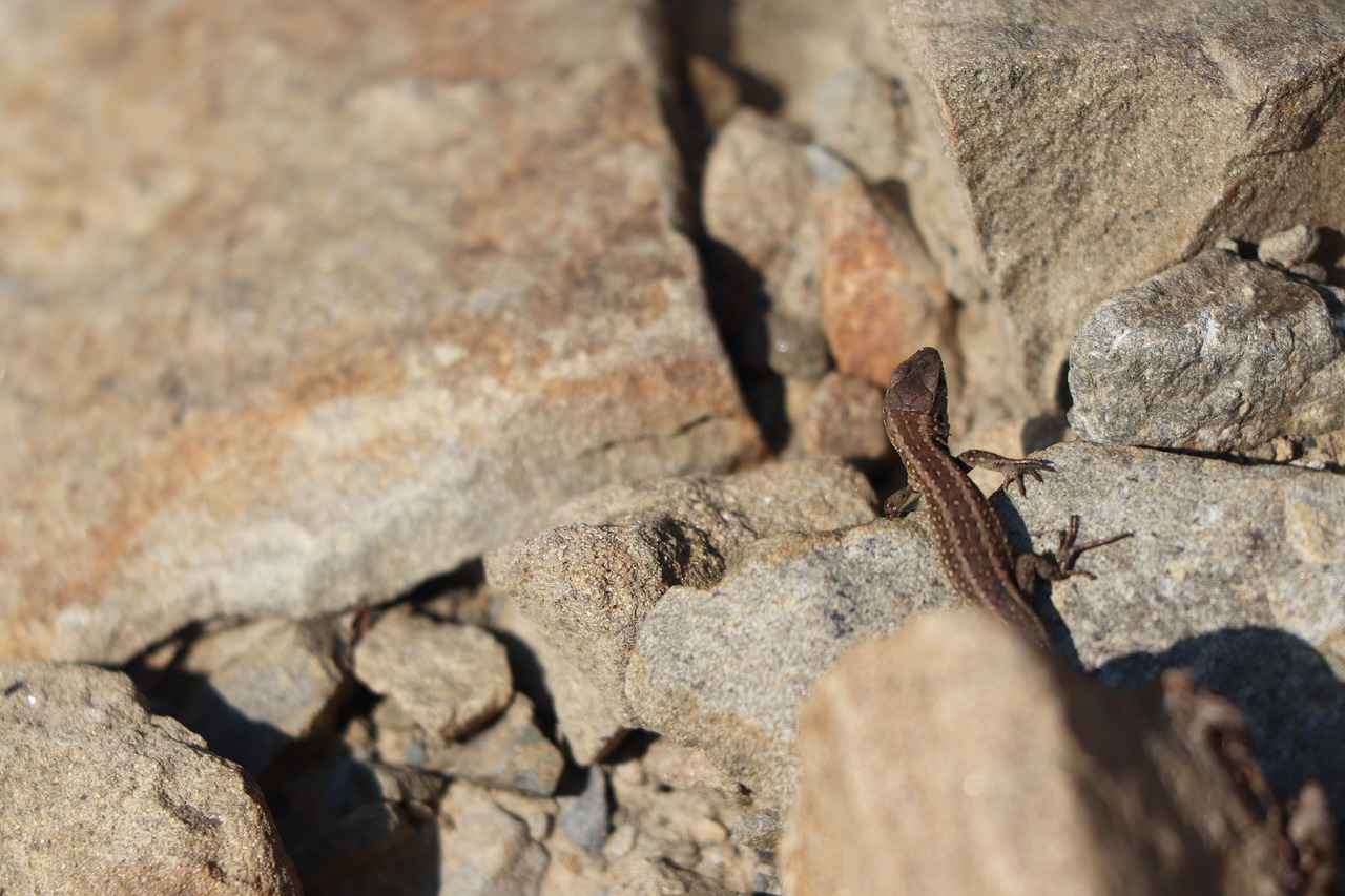 Evolution Path of Scizor