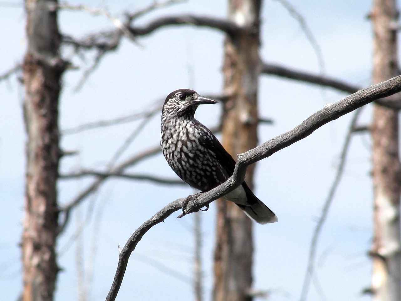 Scream Tail Pokémon: Best Moveset, Battle Tactics, and Competitive Strategy Scream Tail Pokémon: Best Moveset, Battle Tactics, and Competitive Strategy