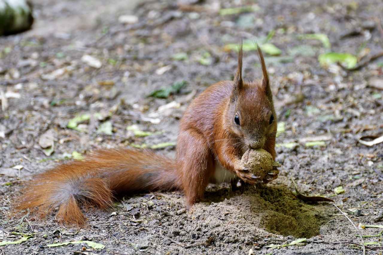 Competitive Strategy for Scream Tail