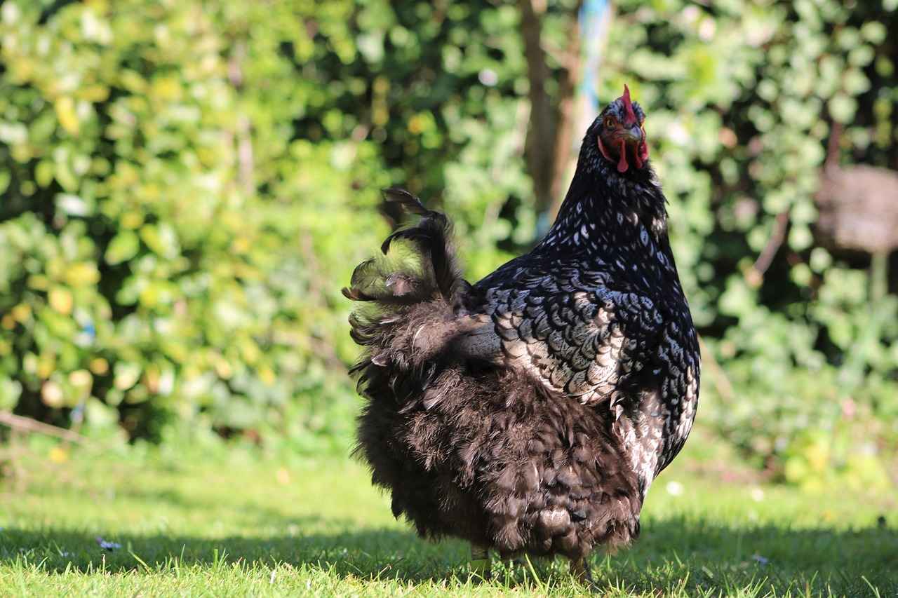 Shelgon Evolution: From Bagon to Salamence