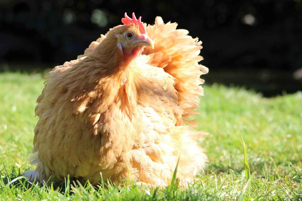 Silcoon Evolution: From Wurmple to Beautifly