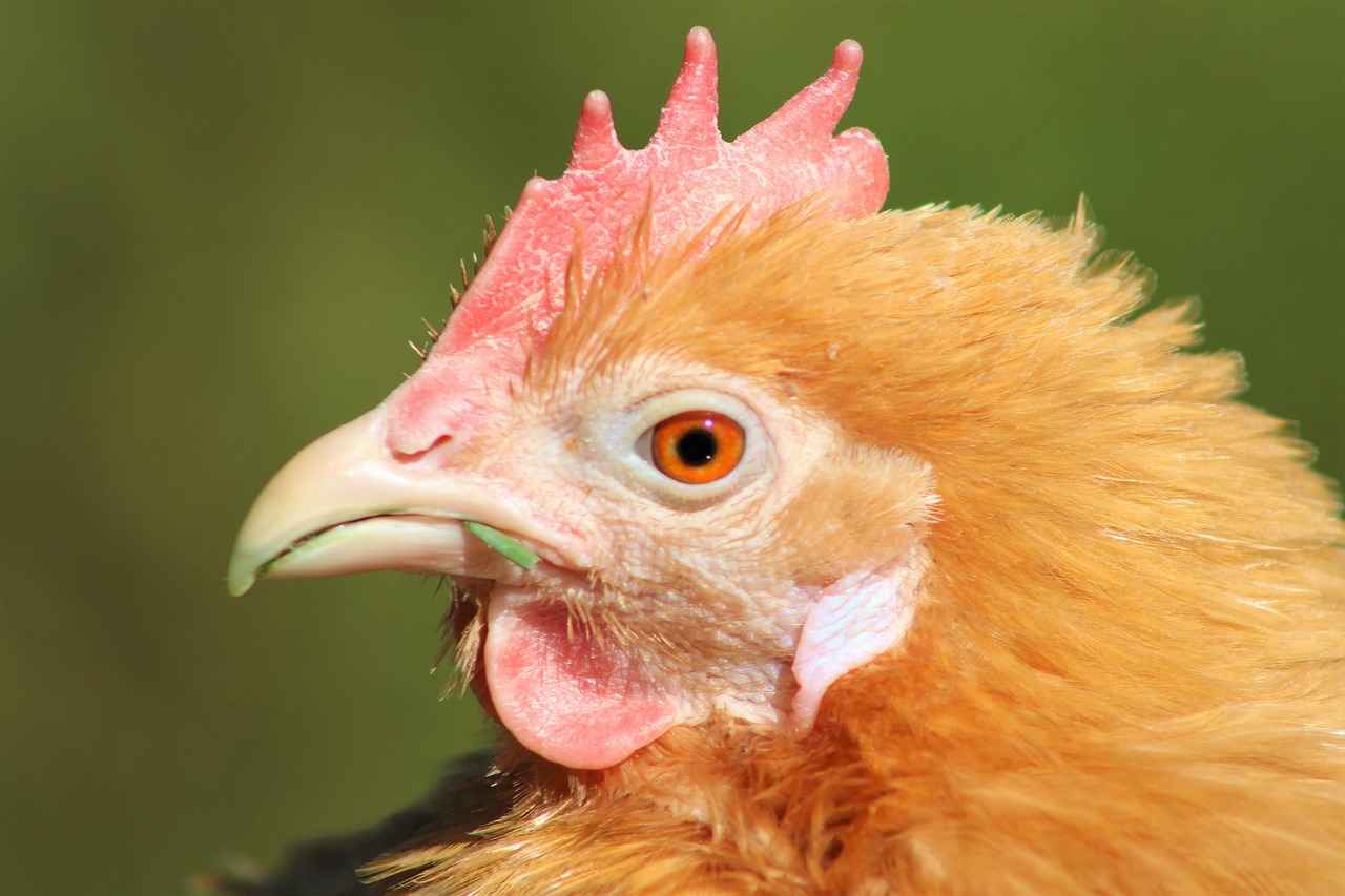 Silicobra Pokémon: Evolution, Best Moveset, and Competitive Play Tips 2 Silicobra Evolution: How to Evolve and What to Expect