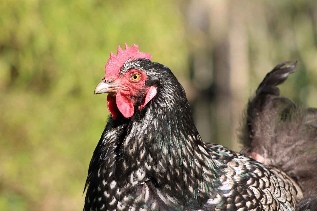 Sunkern Evolution: From Sunkern to Sunflora