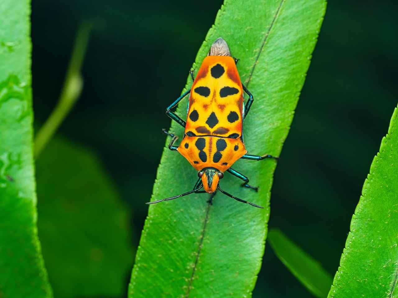 Understanding Swadloon: Basic Overview