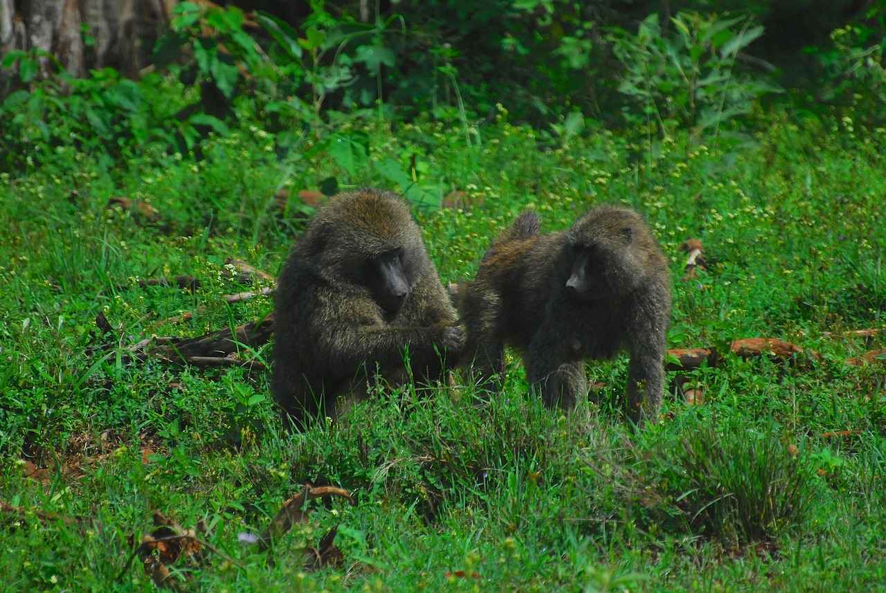 Taillow Evolution: From Taillow to Swellow