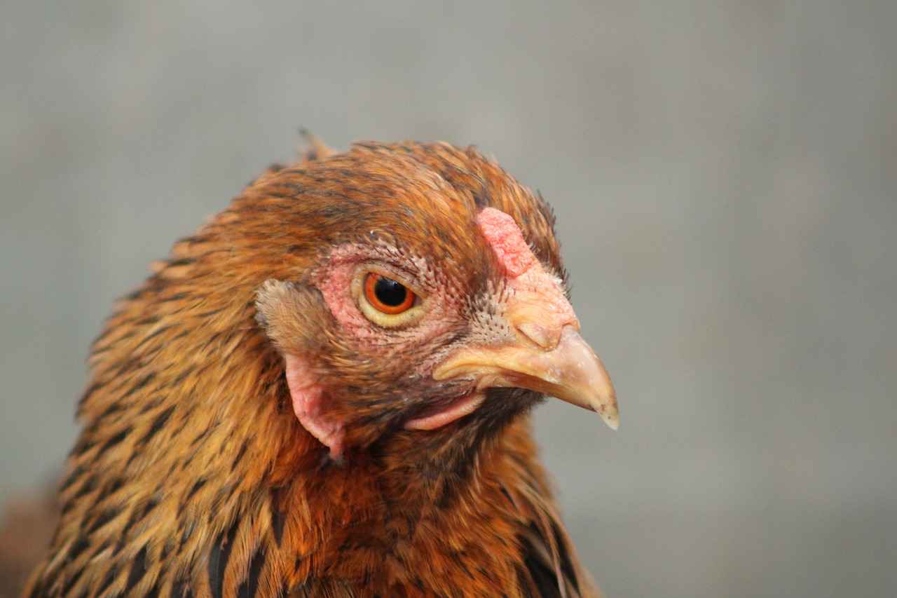 Evolution Chart of Teddiursa