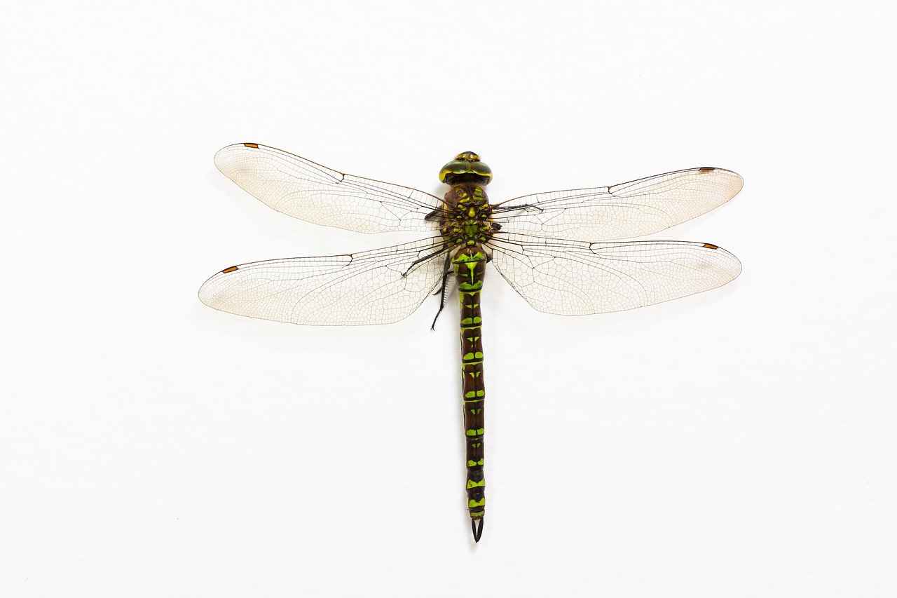 Understanding Tyrantrum's Background