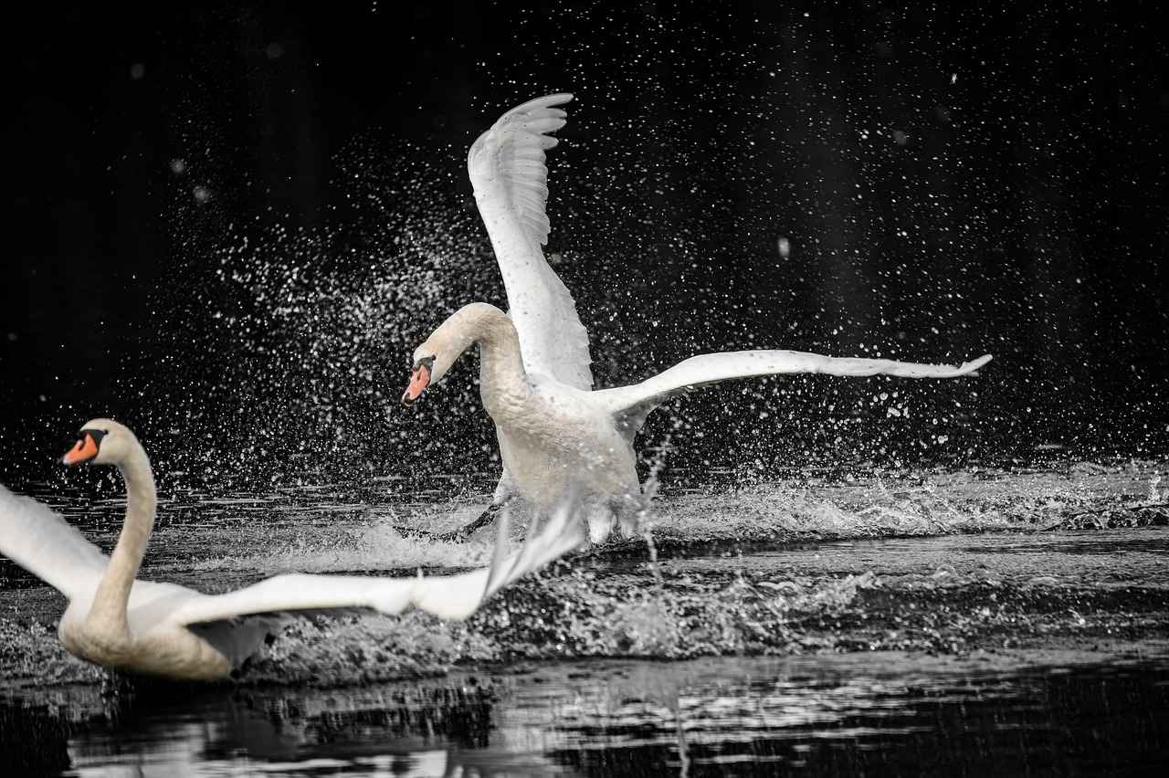 Understanding Vanillite's Characteristics