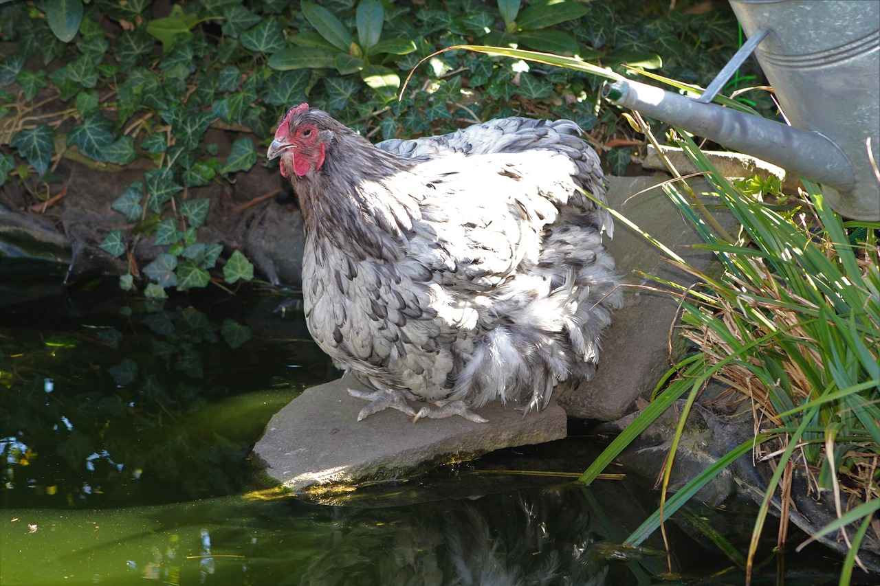 Vanilluxe Evolution: How to Evolve and Level Up