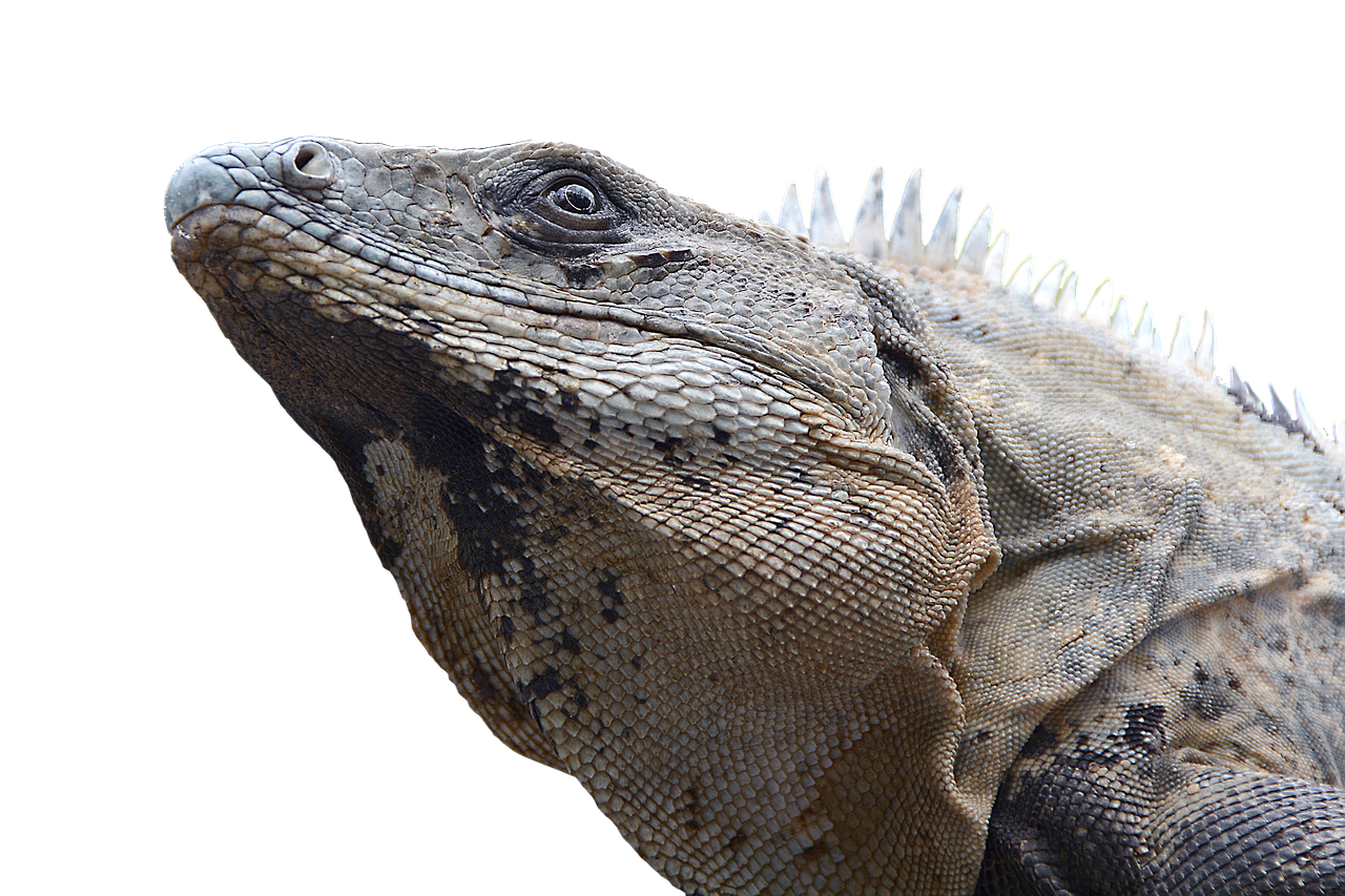 Volcanion Pokémon: Best Moves, Battle Strategies, and How to Use It in Competitive Play 1 Understanding Volcanion: The Mythical Pokémon