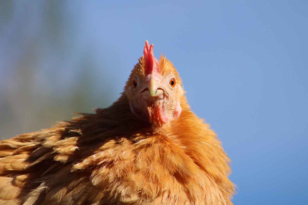 Whimsicott's Evolutionary Line