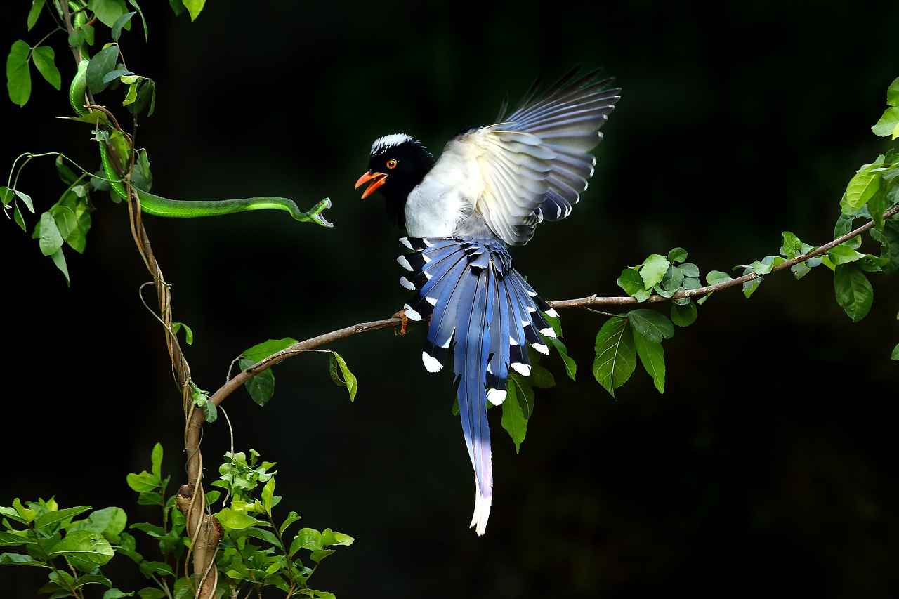 Zweilous Pokémon: Best Moveset, Evolution, and Battle Strategies 4 Effective Battle Strategies for Zweilous